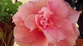 Ibisco  Hibiscus Mutabilis  TimeLapse LIVE [upl. by Edmead68]