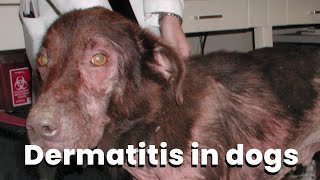 What Causes Atopic Dermatitis in Dogs Dermatitis Signs Symptoms amp Treatment [upl. by Manlove]