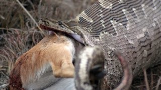 WORLDS BIGGEST and HUNGRIEST SNAKES eating crocodiles kangaroos steenboks and more [upl. by Galen]