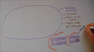 Structure cellulaire 1  Membrane noyau appareil de Golgi [upl. by Dorris36]