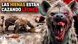 😱 Hienas ATACAN Y DEVORAN manada de Leones  Hiena ataca león [upl. by Lydia]