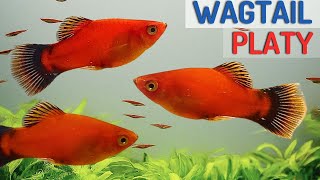 Red Wagtail Platy Fish Species Profile  Care Guide Xiphophorus maculatus [upl. by Iluj]