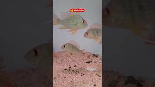 Ikan Jurupari🤔  Satanoperca jurupari ikanhias akuarium aquarium cichlid [upl. by Aihsital]