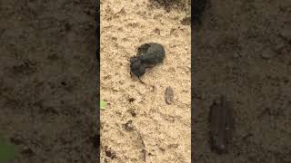 Dung Beetle [upl. by Clayborn]