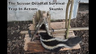 Scissor Deadfall Survival Trap In Action Trapping Killer Skunks Primitive Technology [upl. by Ariayek]