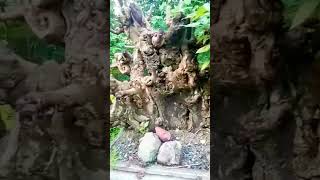 philippine Wisteria bonsai bonsaiart shorts video foryou dipalotv5110 [upl. by Ymerrej]