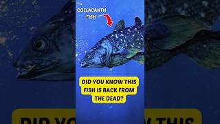 🤔 Did You Know This Fish Is Back From The Dead  Coelacanth Fish shorts sciencefacts [upl. by Halima]