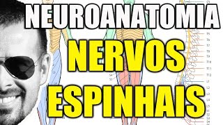 Nervos Espinais  Sistema Nervoso Neuroanatomia  Anatomia Humana  Vídeo Aula 104 [upl. by Hsekin]