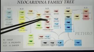 EverEvolving Neocaridina Shrimp Genetic History  How to Breed Cherry Red Rili amp Blue Dream Shrimp [upl. by Aicrag]