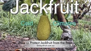 Grafted Jackfruit Tree  Growing in Cold Climates  Brinsmead variety [upl. by Eirrotal]