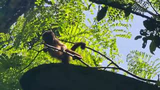 Tufted capuchin Sapajus apella French Guiana [upl. by Haet]