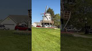 Windmill and Tulips 🌷 flowers [upl. by Marceau480]