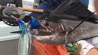 Sailfish on fly in Kuala Rompin  Martyn and David [upl. by Boswall]