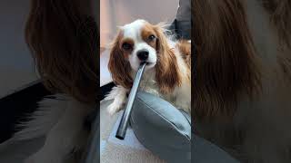 Cavalier King Charles spaniel wants to drink bubble tea [upl. by Edson]