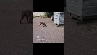 working patterdale terrier destroying Rats [upl. by Aikkan]