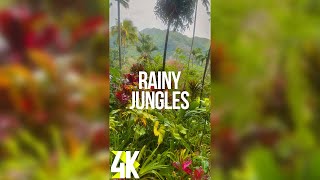 Rainy Day in Jungles with Nature Sounds  4K Tropical Rainforest in Hawaii for Vertical Screens [upl. by Demetria]