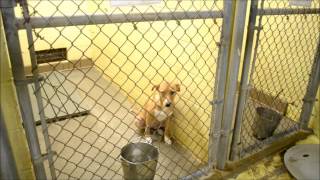 June 22 2013 Wags members went to a high kill shelter [upl. by Dana]