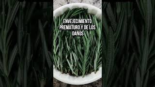 3 beneficios de comer romero que no te esperabasquot romero salud [upl. by Alaham]