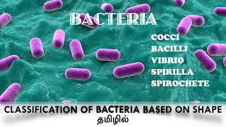 Classification of bacteria based on the shapecocci  Bacilli Vibrio Spirilla  Spirochaete Tamil [upl. by Nam]