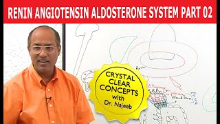 Renin Angiotensin Aldosterone System  RAAS Part 2👨‍⚕️ [upl. by Rustin]