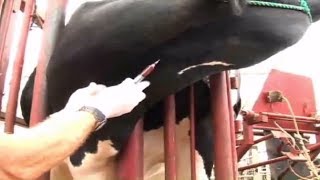 intravenous injection technique in cattle [upl. by Giglio719]