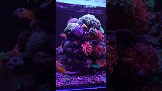 The Amount of Coralline Algae in This Tank is Insane [upl. by Heeley]