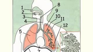 Lappareil respiratoire anatomie et fonctions [upl. by Hajan]