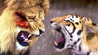 Lion vs Siberian Tiger Predator Battle  Analyzing Strengths and Weaknesses [upl. by Tengdin]