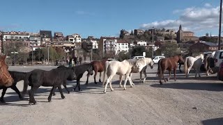 FUNDACIÓ MIRANDA Transhumància dels cavalls 25 i 26 novembre 2023 [upl. by Ventura]