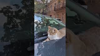 Judgy Cat on Car Hood 😸🚗 shorts CatLife CarNap JudgyCat [upl. by Oner687]