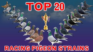 Top 20 Best Racing Pigeon Strains in the World  Popular Racing Pigeon Bloodlines [upl. by Yenalem]