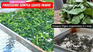 How to Cook amp Preserve Cowpea Vigna Unguiculata Leaves [upl. by Anirtac]