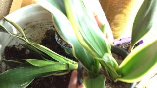 Propagate SNAKE PLANTS Five Ways — Ep 201 [upl. by Meibers182]