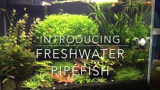 Introducing My Freshwater Pipefish [upl. by Waugh]