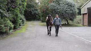 WILDCARD Cadogan Gardens IRE  HORSE IN TRAINING  No Nay Never USA ex Gale Song GB [upl. by Buonomo352]