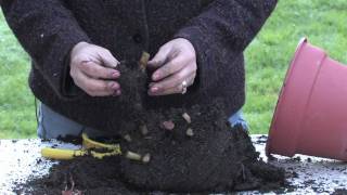 Gardening Tips amp Tricks  Taking Care of Begonias [upl. by Tessy623]