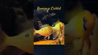 MMA Shorts  Ramirezi Cichlid  Ram Cichlid  Ramirez Se6F6p ramirez ramirezi ramírez [upl. by Gnanmas27]