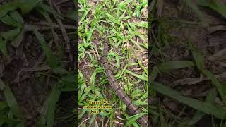 kukri snake non venomous snake of India viral snake trending youtubeshorts shortsvideo cobra [upl. by Chader]