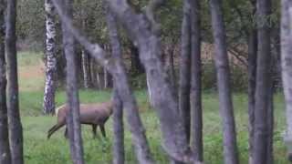 Hiiumaa punahirved jooksuajal Cervus elaphus [upl. by Schwinn384]