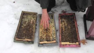 Pushing the Envelope  overwintering bees in a single 5 frame box February 19th 2016 [upl. by Tirb848]