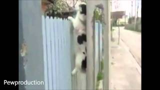 Win Dog climbs fence [upl. by Norej]