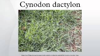 Cynodon dactylon [upl. by Eustace]