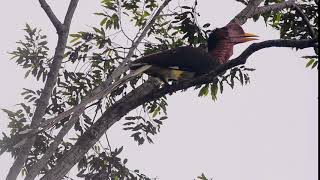 Helmeted Hornbill Rhinoplax vigil with natural sound [upl. by Dryfoos]