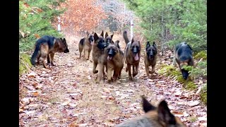 10 german shepherds playing together [upl. by Anbul]