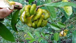 Embira pindaíba embiriba cortiça pimenta de macaco Xylopia brasiliensis [upl. by Ayekam]