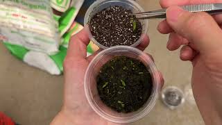 Growing hardy ground orchids from seed July 21 2024 [upl. by Addison]