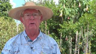 How to Grow Nectarine Trees [upl. by Abel]