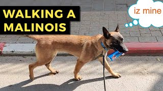 Walking A Belgian Malinois  Belgian Malinois Warrior Dogs [upl. by Weiman]