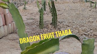 Dragon fruit thaba araiba maong Manipur [upl. by Ellicec]