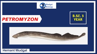 Petromyzon complete details in hindi  Zoology  Mudgalbiology [upl. by Koss]